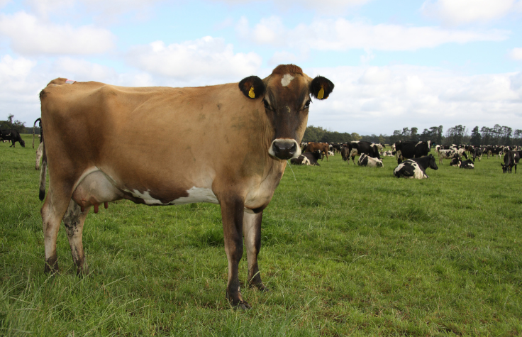 鲜为人知的基因组学应用：减轻奶牛打嗝强度